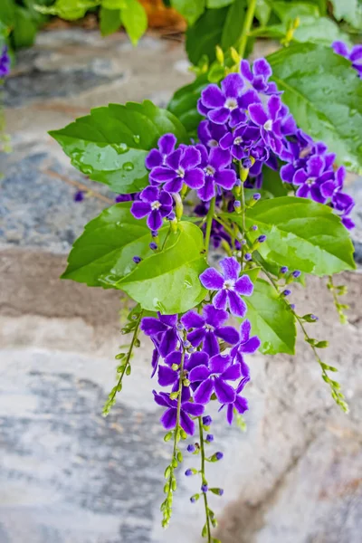 Duranta Erecta Violet Fleurs Dans Nature — Photo