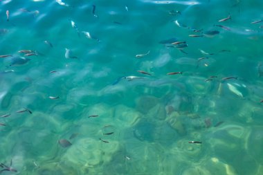 Açık deniz ve balık sürüleri