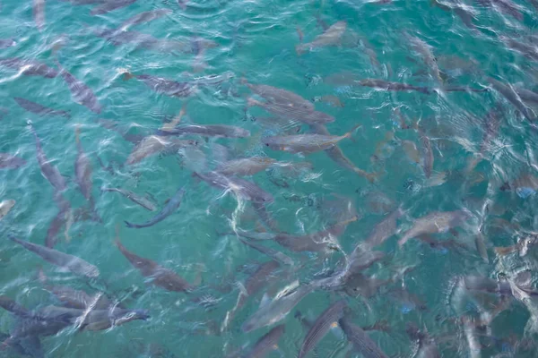 澄んだ海と魚の群れ — ストック写真