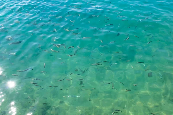 Mare Limpido Banchi Pesci — Foto Stock