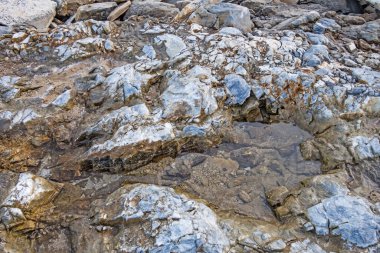 Kıyı kayalıkları ve kaya yüzeyleri doğada