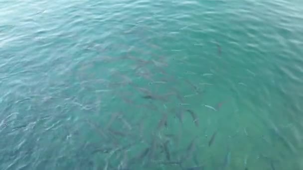 清澈的大海和成群的鱼 — 图库视频影像