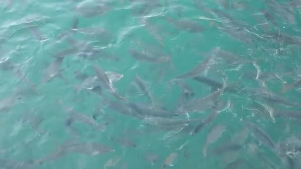 清澈的大海和成群的鱼 — 图库视频影像