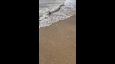 Deniz kenarı, plaj ve yaz mevsiminde dalgalar.