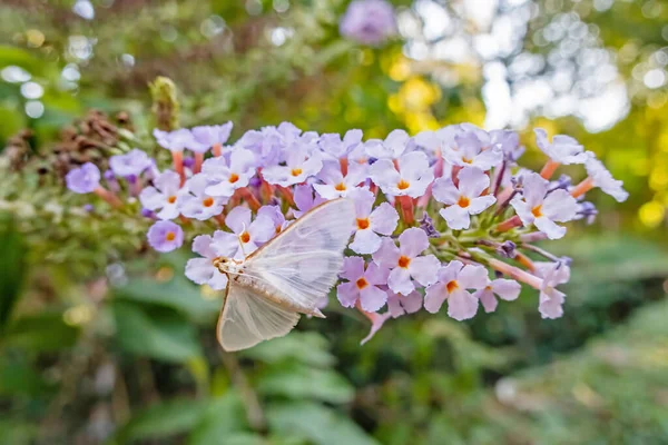 Papillon Sur Une Fleur Dans Nature — Photo