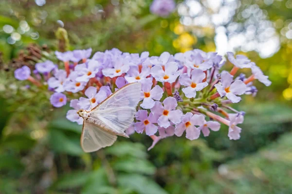 Papillon Sur Une Fleur Dans Nature — Photo