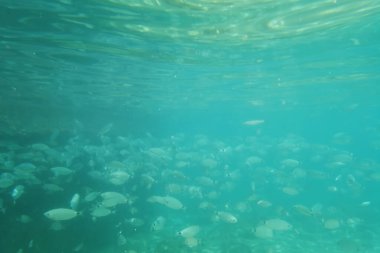 deniz manzarası ve su altı yaşam manzarası