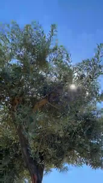时间流逝 橄榄树和蓝天在自然界中 — 图库视频影像