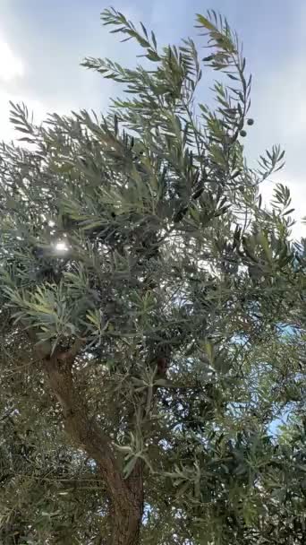 Время Истекло Оливковое Дерево Голубое Небо Природе — стоковое видео