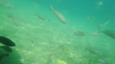 Açık deniz, deniz altı yaşamı ve doğadaki balık sürüleri.