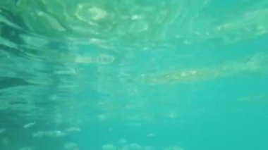 Açık deniz, deniz altı yaşamı ve doğadaki balık sürüleri.