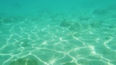 Açık deniz, deniz altı yaşamı ve doğadaki balık sürüleri.