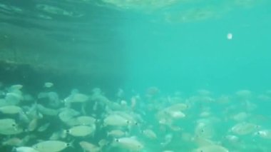 Açık deniz, deniz altı yaşamı ve doğadaki balık sürüleri.