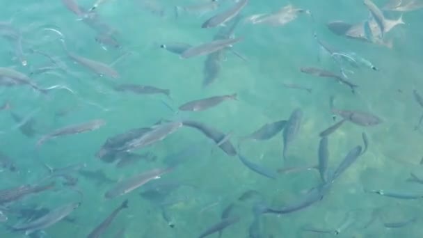 Clear Sea Sea Life Schools Fish Nature — Stock Video