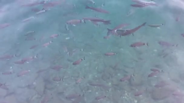 Καθαρή Θάλασσα Κάτω Από Θαλάσσια Ζωή Και Κοπάδια Ψαριών Στη — Αρχείο Βίντεο