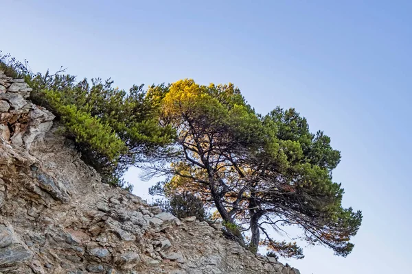 Соснові Дерева Зелене Листя Природі — стокове фото