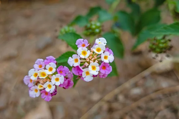 Fermer Lantana Camara Fleurs Feuilles Vertes Dans Nature — Photo