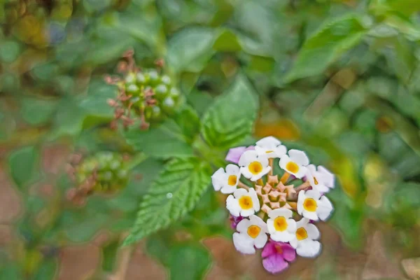 Cerrar Lantana Camara Flores Hojas Verdes Naturaleza —  Fotos de Stock