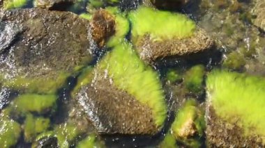 Yaz tatilini ve denizi seven turistler için Ege Denizi 'nin berrak ve mavi suları