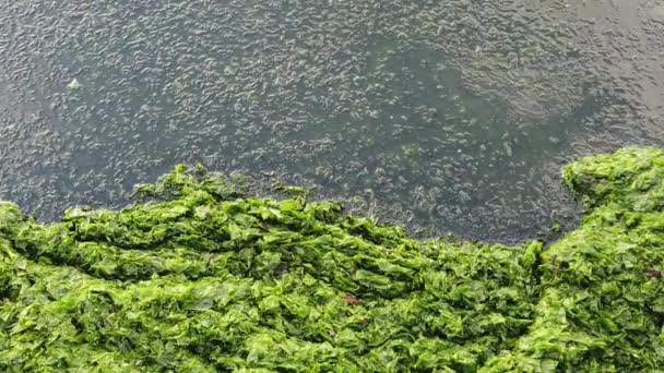 Falaises Algues Vertes Sur Littoral — Video