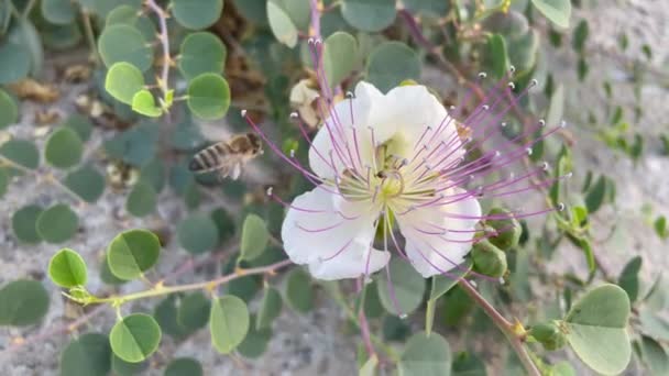 Крупним Планом Каперсові Кущі Літаюча Бджола Природі — стокове відео