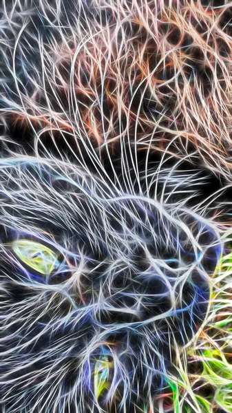 Arte Fractal Primer Retrato Gato Naturaleza — Foto de Stock