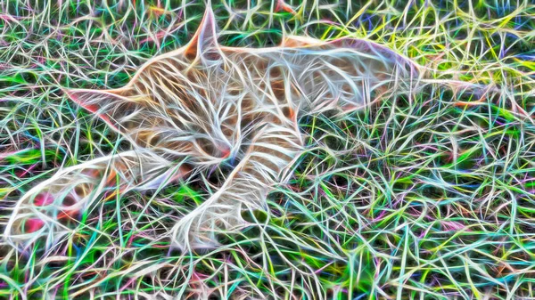 Fractal Konst Närbild Katt Porträtt Naturen — Stockfoto