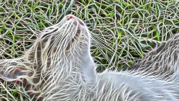 Arte Fractal Primer Retrato Gato Naturaleza — Foto de Stock