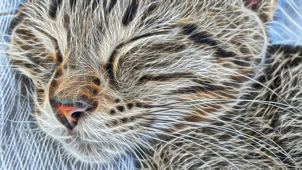 Arte Fractal Close Retrato Gato Natureza — Fotografia de Stock