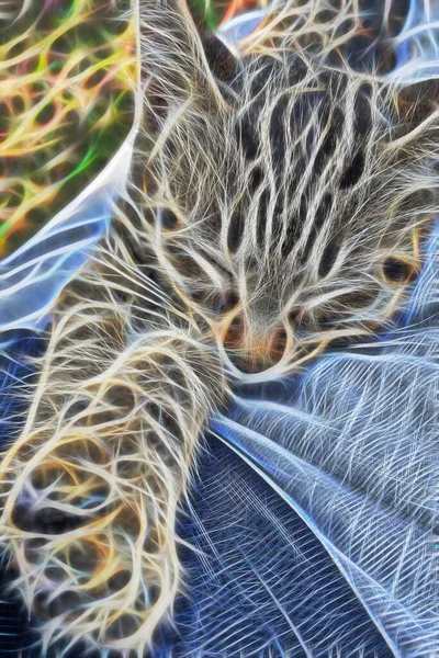 Murtoluonteista Taidetta Lähikuva Kissa Muotokuva Luonnossa — kuvapankkivalokuva
