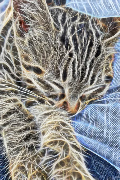 Fractal Art Close Cat Portrait Nature — Stock Photo, Image