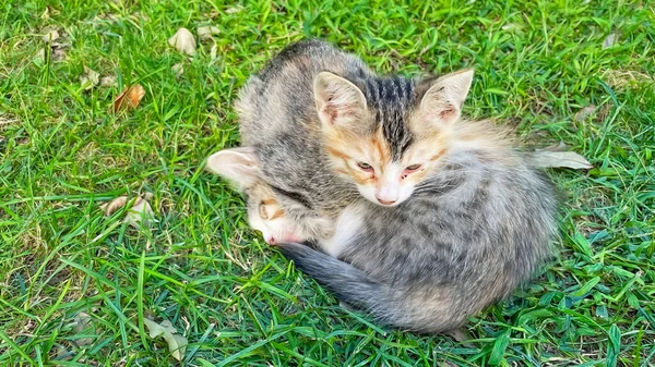 Nossos Adoráveis Amigos Gatos Fechar Gatos Natureza — Fotografia de Stock