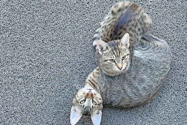 Naše Milé Kamarádky Kočky Zavřít Kočky Přírodě — Stock fotografie