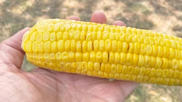 Cob Üzerinde Mısır Yemeye Hazır — Stok fotoğraf