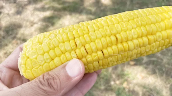 Bereit Mais Auf Dem Kolben Essen — Stockfoto