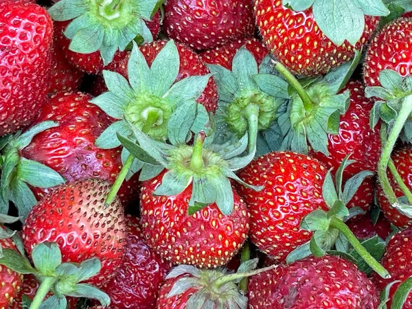 关闭市场摊档内的草莓 — 图库照片
