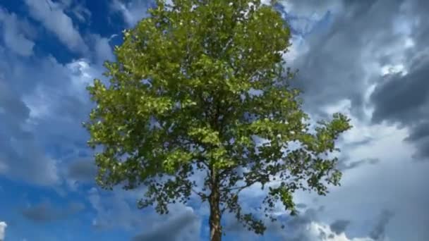 Тучи Бурное Небо Дерево Зелеными Листьями — стоковое видео