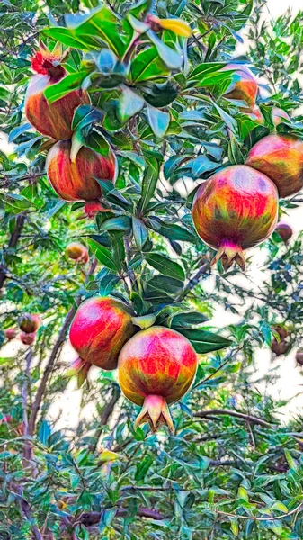 Fractale Kunst Granaatappelboom Met Groene Bladeren Vruchten Natuur — Stockvector