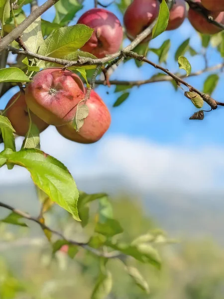 Sonbahar Kışın Vazgeçilmez Vitamin Dolu Meyvesi Elmalar — Stok fotoğraf