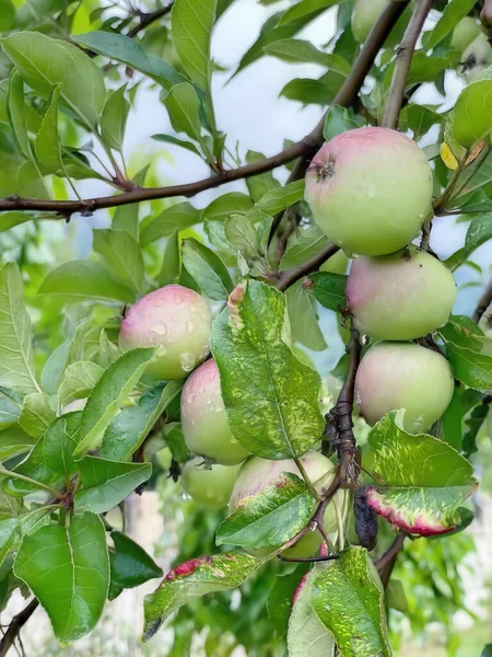 Fruto Indispensable Lleno Vitaminas Del Otoño Invierno Las Manzanas —  Fotos de Stock