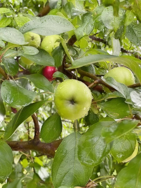 Ősz Tél Nélkülözhetetlen Vitaminokkal Teli Gyümölcse Alma — Stock Fotó