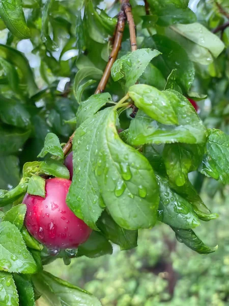 Fruit Indispensable Vitaminé Automne Hiver Les Pommes — Photo