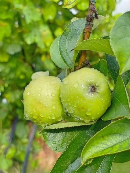 Fruit Indispensable Vitaminé Automne Hiver Les Pommes — Photo