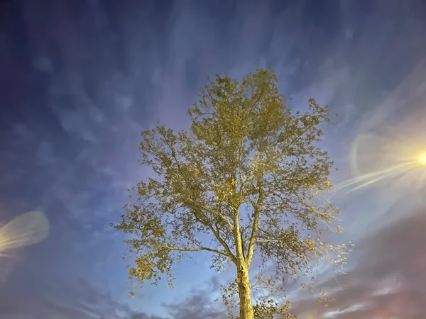 Dämmerung Himmel Wolken Und Baum — Stockvektor