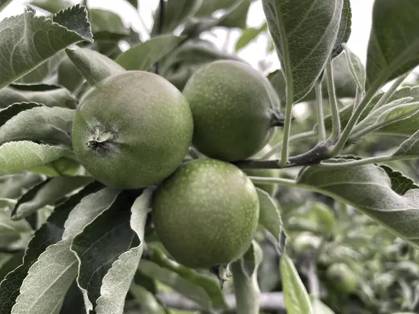 Fruto Indispensable Lleno Vitaminas Del Otoño Invierno Las Manzanas — Foto de Stock