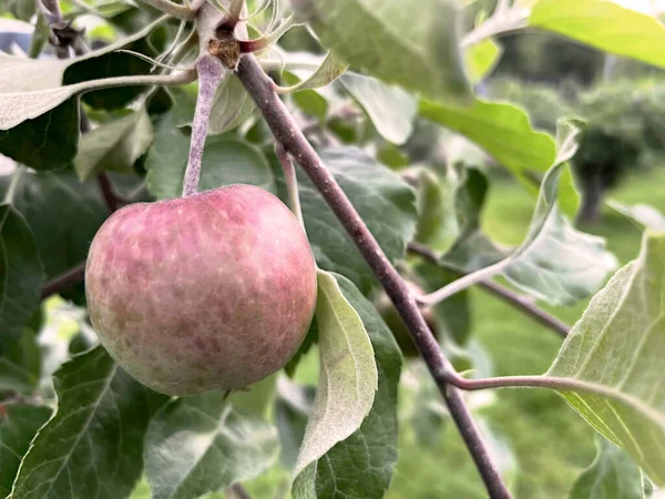 Fruto Indispensable Lleno Vitaminas Del Otoño Invierno Las Manzanas — Foto de Stock