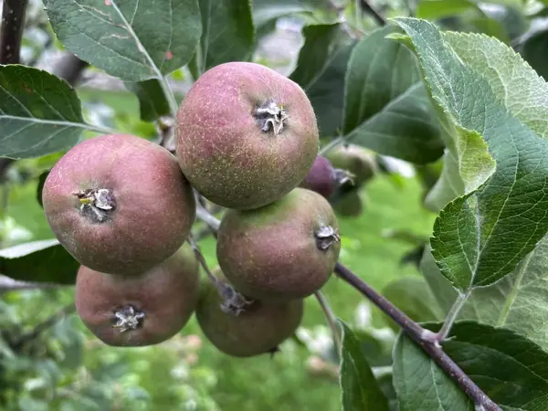 秋と冬の欠かせないビタミンで満たされた果物 リンゴ — ストック写真