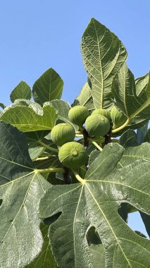 Doğada yeşil yapraklı ve meyveli incir ağacı