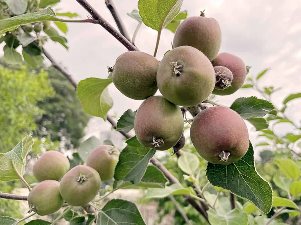 Fruto Indispensable Lleno Vitaminas Del Otoño Invierno Las Manzanas — Foto de Stock