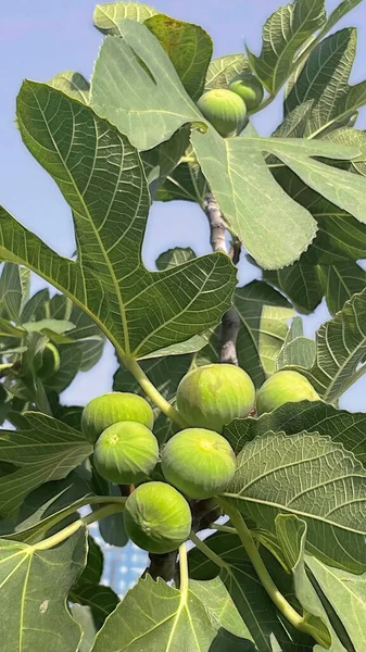 Feigenbaum Der Natur Mit Grünen Blättern Und Früchten — Stockfoto